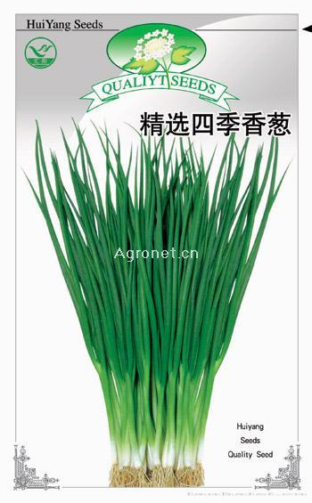 精选四季香葱——香葱种子