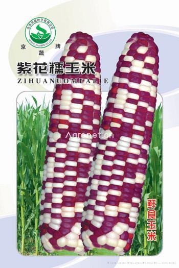  紫花糯玉米——玉米种子 