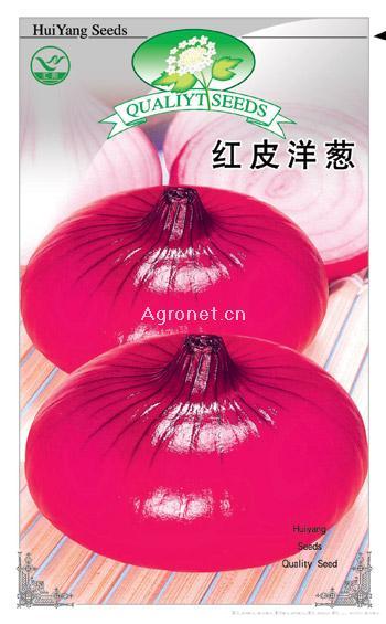  红皮洋葱——洋葱种子 