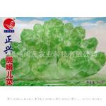 批发供应蔬菜种子儿菜种子抱子芥种子 阳台种植 家庭蔬菜种子