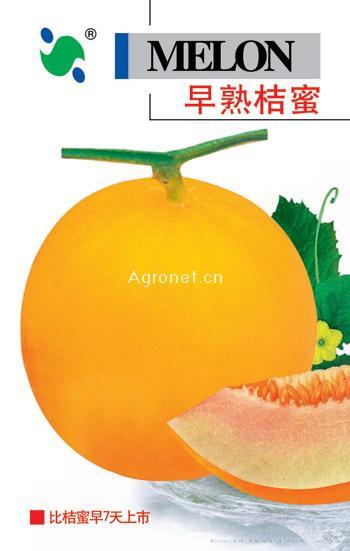 早熟桔蜜——甜瓜种子 