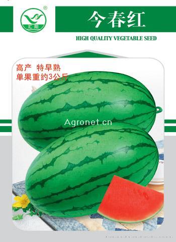 今春红——甜瓜种子 