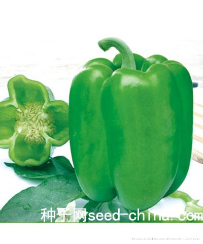 好乐椒4号
