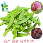 批发蔬菜种子万瑞604软荚豌豆种子荷兰豆种子高产基地种植