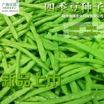批发蔬菜种子四季豆种子金铭泰国38号玉豆种子蔓生黑豆春秋播