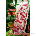 批发供应中桥甜糯一号花糯玉米种子 高产抗病 专业种植新种上市