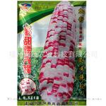 批发供应中桥彩甜糯先锋杂交玉米种子 高产抗病 专业种植新种上市
