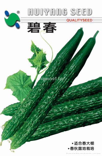 碧春——甜瓜种子 