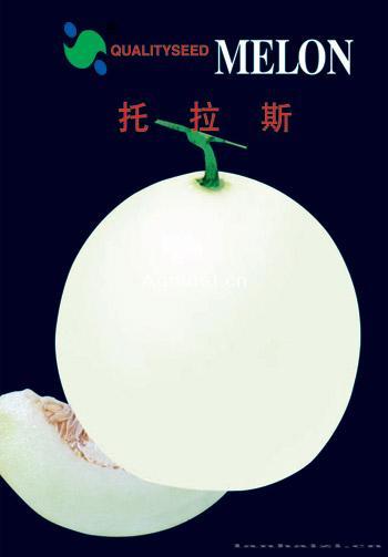  托拉斯——甜瓜种子 