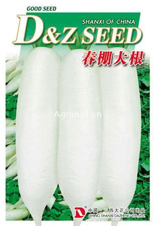 供应春棚大根—萝卜种子