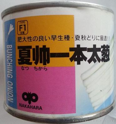 夏帅一本太葱——中长叶大葱种子