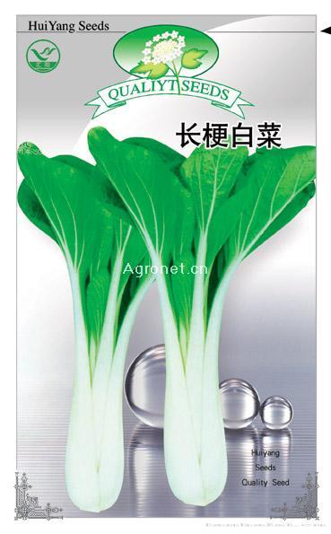  长梗白菜——白菜种子 