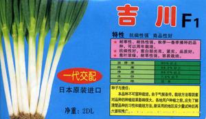 吉川F1——大葱种子