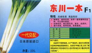 东川一本F1——大葱种子