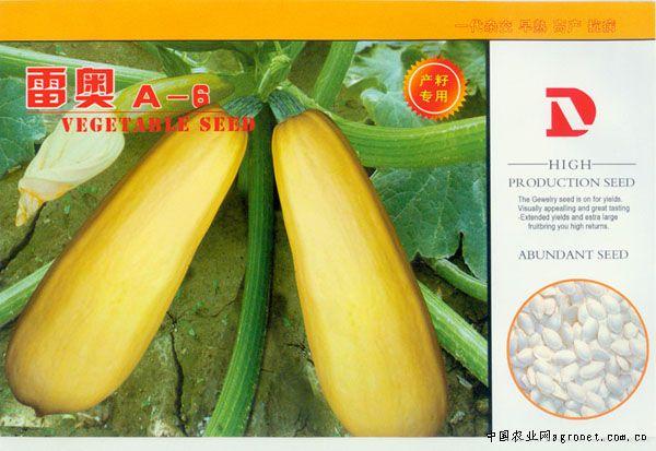 供应雷奥A--6—西葫芦种子