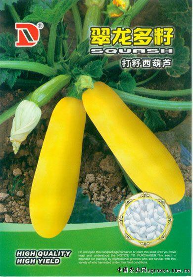 供应翠龙多籽—西葫芦种子