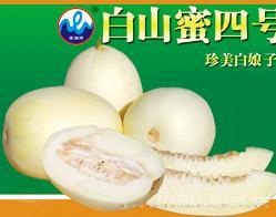 白皮薄皮甜瓜种子-白山蜜四号 
