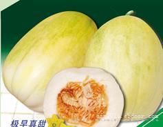 黄白皮薄皮甜瓜种子-天香2003 