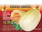 黄白皮薄皮甜瓜种子-红顶金峰 