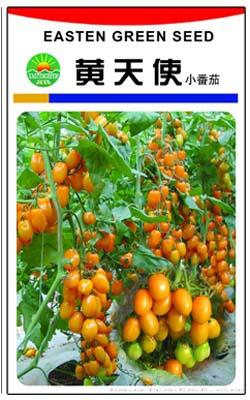 黄天使