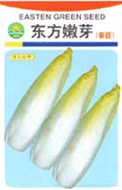 东方嫩芽（软化菊苣）