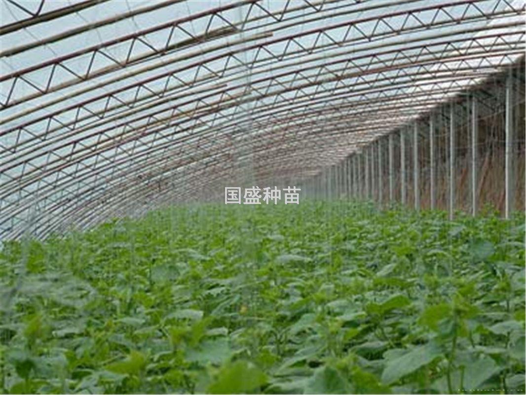 承建大棚拱棚