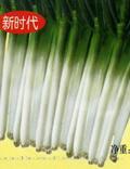 奥运08——大葱种子