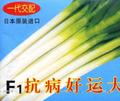 F1抗病好运大葱——大葱种子