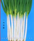 天富——大葱种子