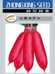 五樱水萝卜