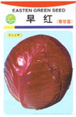 早红（紫甘蓝）