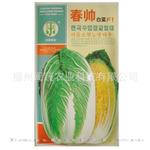 批发供应蔬菜种子金铭春帅大白菜种子高产抗抽苔抗病紧实热卖10克