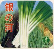 银の河——大葱种子