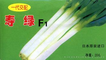 寿绿——大葱种子
