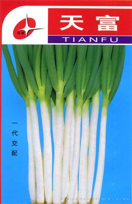 天富——大葱种子