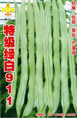 荷兰-特级绿白911——架豆种子