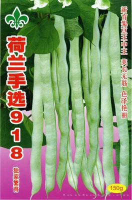荷兰-手选918——架豆种子