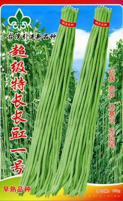 超级特长长豇一号——架豆种子