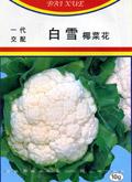白雪——花椰菜种子