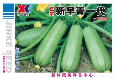 供应正宗新早青一代—西葫芦种子