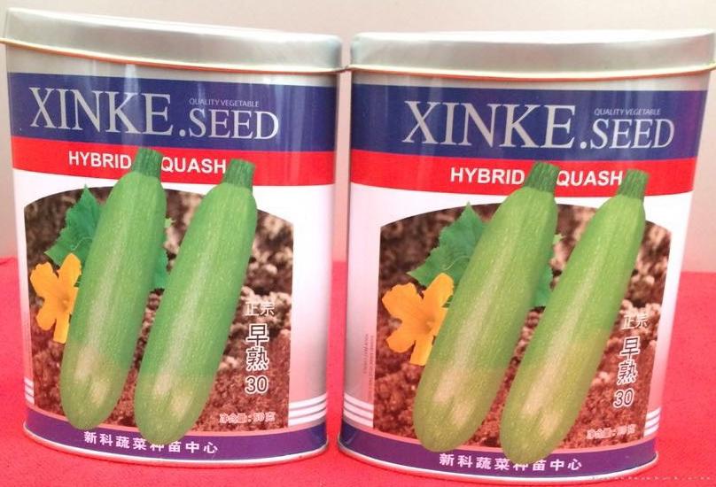 供应早熟30—西葫芦种子
