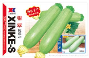 供应银翠—西葫芦种子
