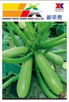 供应新早青—西葫芦种子