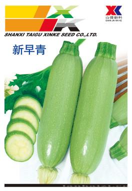 供应新早青—西葫芦种子