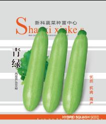 供应青绿—西葫芦种子