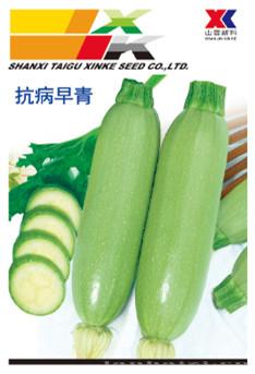 供应抗病早青—西葫芦种子