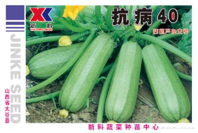 供应抗病40—西葫芦种子