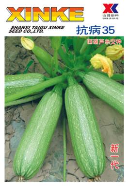 供应抗病35—西葫芦种子