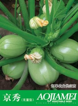供应京秀—西葫芦种子