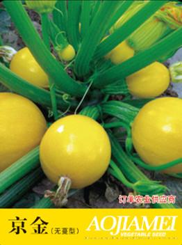 供应京金—西葫芦种子